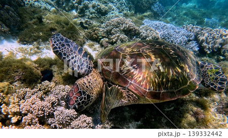 Close-up of a green sea or chelonia mydas foraging for algae among the dense coral reef. Wildlife sighting in Dauin, Philippines Close-up of a green sea or chelonia mydas foraging for algae among the dense coral reef. Wildlife sighting in Dauin, Philippines 139332442