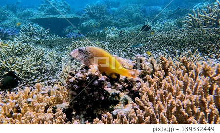 A bright yellow freckled hawkfish (paracirrhites forsteri) spotted within a densely populated coral reef in Dauin, Philippines A bright yellow freckled hawkfish (paracirrhites forsteri) spotted within a densely populated coral reef in Dauin, Philippines 139332449