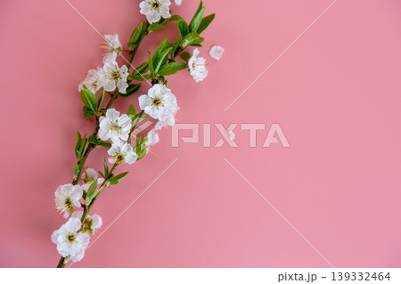 beautiful white cherry blossoms on pink background with copy space beautiful white cherry blossoms on pink background with copy space 139332464