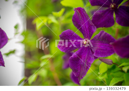 Spring garden with blooming purple climbing flowers Spring garden with blooming purple climbing flowers 139332479