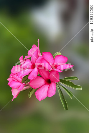 close up of pink flower,Desert Rose (Adenium obesum) in a pot with a thick caudex and two vibrant pink trumpet flowers on a concrete surface.	 139332506