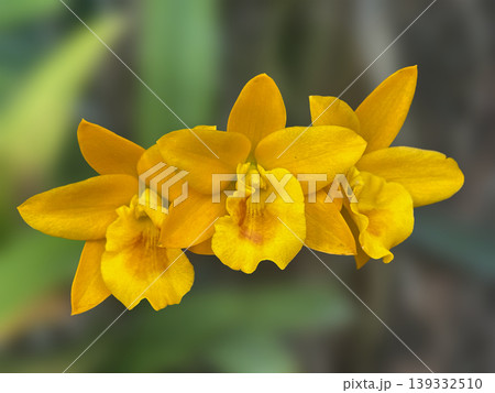 yellow daffodils in the garden yellow daffodils in the garden 139332510