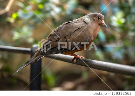 Socorro Dove perched on metal bar in London zoo 139332562
