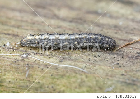 Tiny gray and brown Vine's rustic Hoplodrina ambigua caterpillar crawling on rough wooden surface, macro close-up for nature studies Tiny gray and brown Vine's rustic Hoplodrina ambigua caterpillar crawling on rough wooden surface, macro close-up for nature studies 139332618