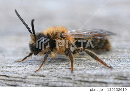 Detailed closeup of the male of the Grey-gastered mining bee, Andrena tibialis sitting on weathered wood Detailed closeup of the male of the Grey-gastered mining bee, Andrena tibialis sitting on weathered wood 139332619