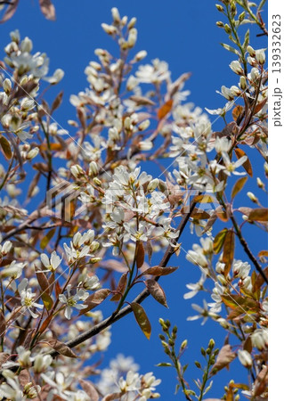 Closeup on a rich white flowering Blooming serviceberry, Amelanchier lamarckii against a clear blue sky Closeup on a rich white flowering Blooming serviceberry, Amelanchier lamarckii against a clear blue sky 139332623