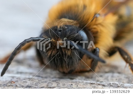Detailed frontal closeup of the male of the Grey-gastered mining bee, Andrena tibialis sitting on weathered wood Detailed frontal closeup of the male of the Grey-gastered mining bee, Andrena tibialis sitting on weathered wood 139332629