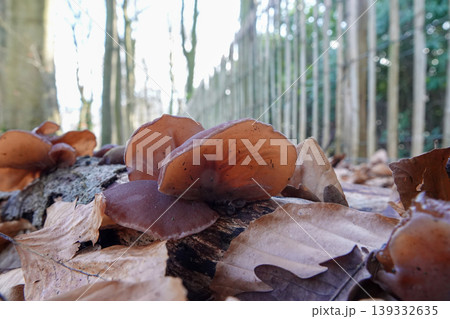 Earthy Fungi Delight: Forest Floor Treasures in the Woods, a Natural, Organic Bounty for Wilderness Explorers 139332635