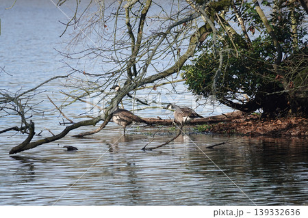 Tranquil Lakeside Scene with Geese Resting by Bare Branches on a Calm Day Near the Water's Edge, Evoking Nature's Serenity 139332636