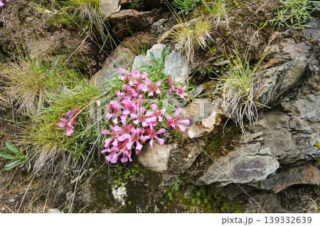 Closeup on the colorful pink flowers of the dwarf soapwort, Saponaria pumila also used as Skincare Ingredient Closeup on the colorful pink flowers of the dwarf soapwort, Saponaria pumila also used as Skincare Ingredient 139332639