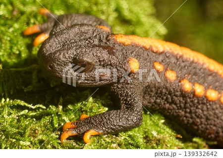 Closeup on a colorful but endangered adult Tiannan Crocodile Newt, Tylototriton yangi sitting on the ground Closeup on a colorful but endangered adult Tiannan Crocodile Newt, Tylototriton yangi sitting on the ground 139332642