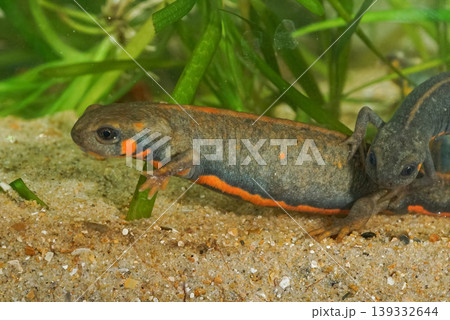 Closeup on an colorful aquatic gravid female Chinese Blue -tailed fire-bellied newt, Cynops cyanurus Closeup on an colorful aquatic gravid female Chinese Blue -tailed fire-bellied newt, Cynops cyanurus 139332644