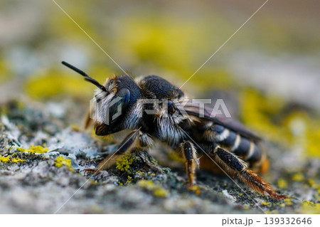 Closeup on a female Mediterranean golden-tailed woodborer bee, Lithurgus chrysurus on weathered wood Closeup on a female Mediterranean golden-tailed woodborer bee, Lithurgus chrysurus on weathered wood 139332646