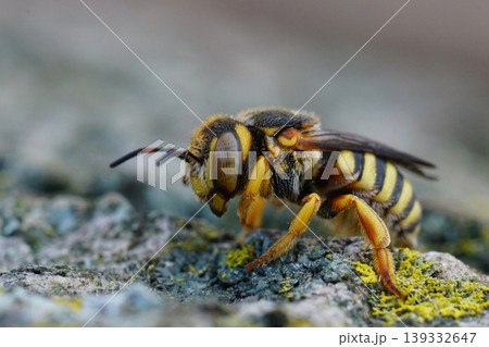Closeup on a vibrant colored female Grohmann's, Yellow-Resin Bee , Icteranthidium grohmanni sitting weathered wood Closeup on a vibrant colored female Grohmann's, Yellow-Resin Bee , Icteranthidium grohmanni sitting weathered wood 139332647