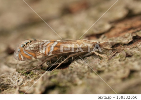 Detailed closeup on the small, colorful Mediterranean Euchromius bella micro moth Detailed closeup on the small, colorful Mediterranean Euchromius bella micro moth 139332650