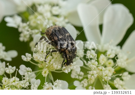 Closeup shot of a small scarab beetle, valgus hemipterus on white flowering cow parsnip or hogweed, Heracleum sphondylium Closeup shot of a small scarab beetle, valgus hemipterus on white flowering cow parsnip or hogweed, Heracleum sphondylium 139332651