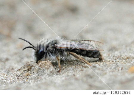 Closeup on a male grey-backed mining bee , Andrena vaga sitting on the ground 139332652