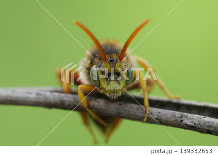 Facial macro view of a male Lathbury's nomad bee, Nomada lathburiana bee, a cleptopoarasite solitary bee on the grey-backed mining bee, Andrena vaga Facial macro view of a male Lathbury's nomad bee, Nomada lathburiana bee, a cleptopoarasite solitary bee on the grey-backed mining bee, Andrena vaga 139332653