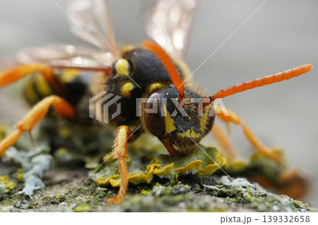 Facial closeup on a female Goodens nomad solitary bee, Nomada goodeniana Facial closeup on a female Goodens nomad solitary bee, Nomada goodeniana 139332658