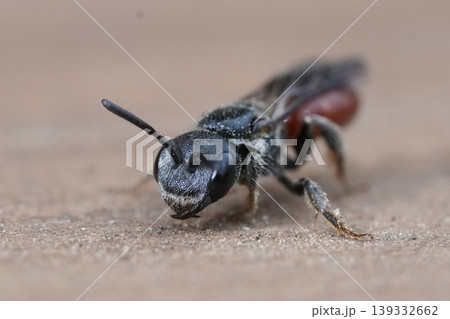 Facial closeup of a colorful red bloodbee, Sphecodes species on wood Facial closeup of a colorful red bloodbee, Sphecodes species on wood 139332662