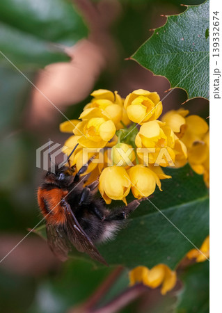Closeup of a male Tree bumblebee ,Bombus hypnorum, sipping nectar from a yellow Berberis flower 139332674