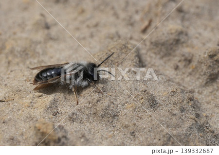 Close-up of a Small Hairy male grey-backed mining bee, Andrena vaga on Textured Sand, Showing Detailed Anatomy and Natural Habitat Close-up of a Small Hairy male grey-backed mining bee, Andrena vaga on Textured Sand, Showing Detailed Anatomy and Natural Habitat 139332687