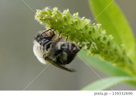 Closeup on a female Grey-backed mining bee, Andrena vaga feeding on Willow catkins 139332690