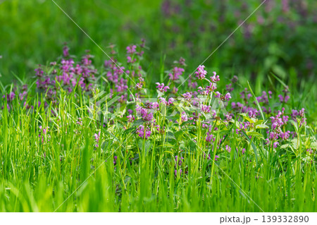 Excellent purple blossom of Lamium purpureum (purple dead-nettle or purple archangel ) between green grass 139332890