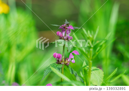 Excellent purple blossom of Lamium purpureum (purple dead-nettle or purple archangel ) between green grass Excellent purple blossom of Lamium purpureum (purple dead-nettle or purple archangel ) between green grass 139332891