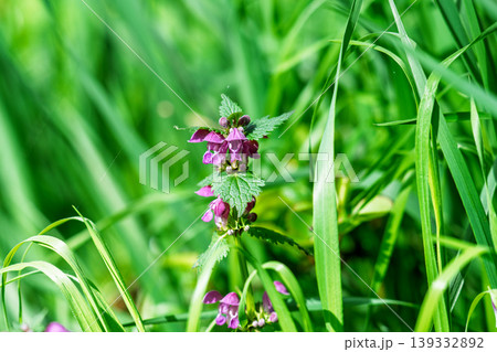Excellent purple blossom of Lamium purpureum (purple dead-nettle or purple archangel ) between green grass 139332892