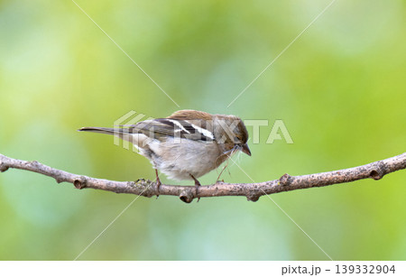 Common chaffinch, Fringilla coelebs, sits on a branch in spring on green background. Common chaffinch, Fringilla coelebs, sits on a branch in spring on green background. 139332904