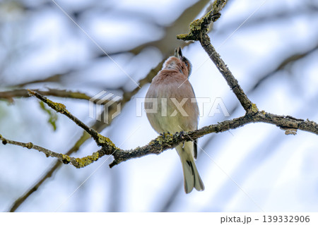 Common chaffinch, Fringilla coelebs, sits on a branch in spring on green background. 139332906