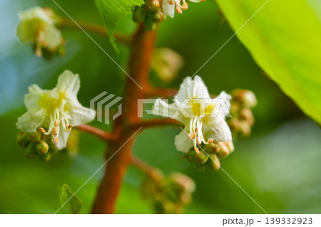Green Chestnut Leaves in beautiful light. Green Chestnut Leaves in beautiful light. 139332923