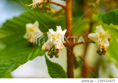 Green Chestnut Leaves in beautiful light. Green Chestnut Leaves in beautiful light. 139332925