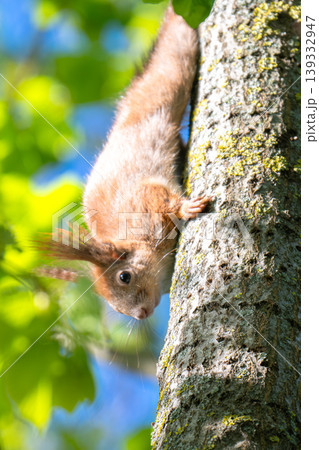 A photo of a squirrel in a tree 139332947