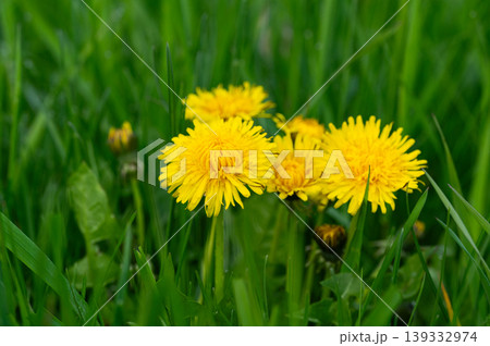 yellow dandelion flowers blooming yellow dandelion flowers blooming 139332974