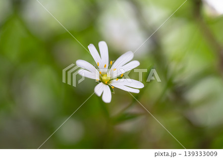A single flower of Greater Stitchwort (Stellaria holostea) in an English woodland 139333009