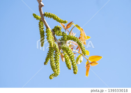 Freshly burst leaves of walnut tree close-up 139333018