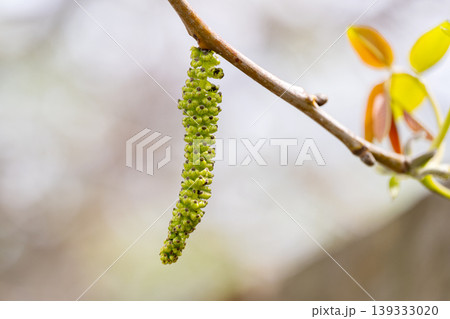 Freshly burst leaves of walnut tree close-up Freshly burst leaves of walnut tree close-up 139333020