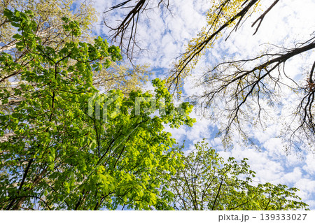 low angle view of green trees low angle view of green trees 139333027
