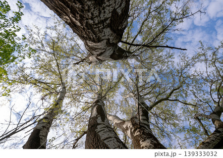 low angle view of green trees low angle view of green trees 139333032