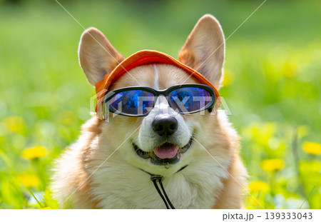 welsh corgi pembroke dog in cook sunglasses with polarized lenses ready for vacation in hot welsh corgi pembroke dog in cook sunglasses with polarized lenses ready for vacation in hot 139333043