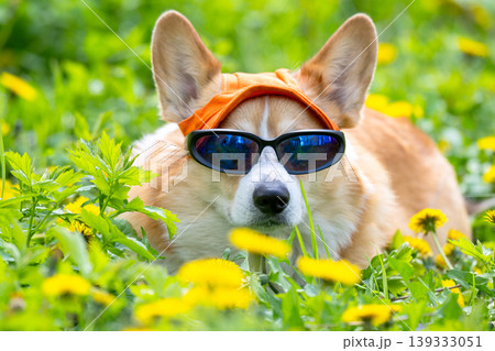 Funny corgi pembroke dog in cook sunglasses with polarized lenses ready for vacation in hot Funny corgi pembroke dog in cook sunglasses with polarized lenses ready for vacation in hot 139333051