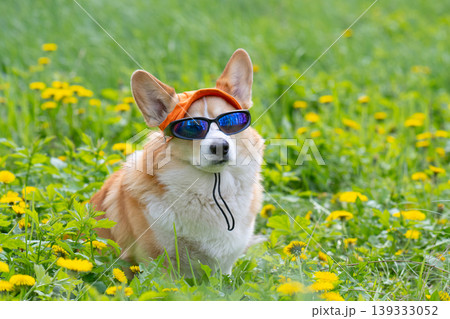 Funny corgi pembroke dog in cook sunglasses with polarized lenses ready for vacation in hot 139333052