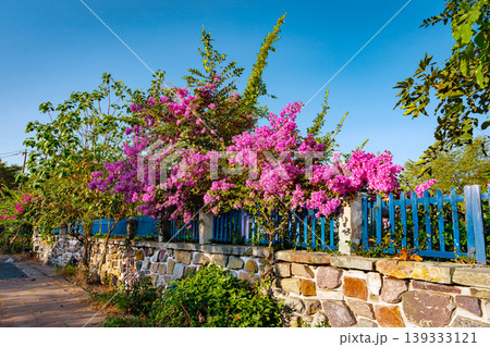 Blooming Bougainvillea Along Blue Fence In Tropical Street Thailand Blooming Bougainvillea Along Blue Fence In Tropical Street Thailand 139333121