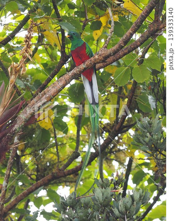 幻の鳥カザリキヌバネドリ ロスケツァーレスにて 幻の鳥カザリキヌバネドリ ロスケツァーレスにて 139333140