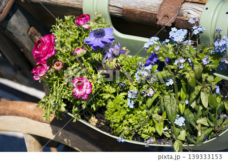 Yellow pansies with colorful bunting in a wooden planter, adding garden decor and bright seasonal accents. Yellow pansies with colorful bunting in a wooden planter, adding garden decor and bright seasonal accents. 139333153