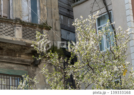 Blooming tree with white flowers stands in front of old building facade with textured architectural details and windows. Nature in city, seasonal change, urban environment, architecture detail Blooming tree with white flowers stands in front of old building facade with textured architectural details and windows. Nature in city, seasonal change, urban environment, architecture detail 139333168