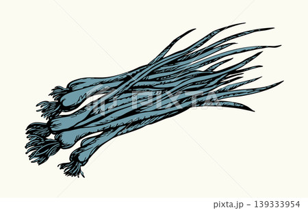 Vector drawing. A large bunch of onions 139333954