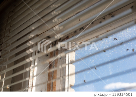 White plastic window blinds and many flies on the window, close up. Warm sunny day, flies wake up from hibernation, feeling the spring White plastic window blinds and many flies on the window, close up. Warm sunny day, flies wake up from hibernation, feeling the spring 139334501